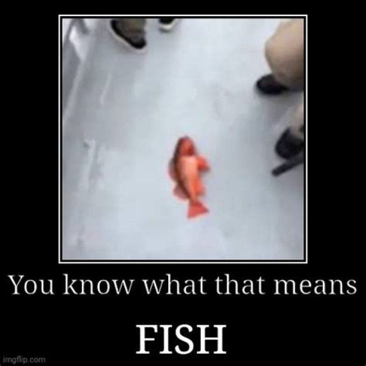A Deep Dive Into "You Know What That Means Fish"