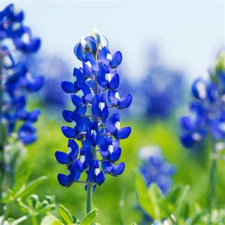 Discover The Enchanting World Of Bluebonnet Clothing: A Texan Treasure
