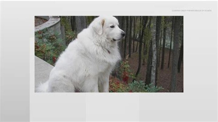 Discover The Enchanting World Of Casper Great Pyrenees