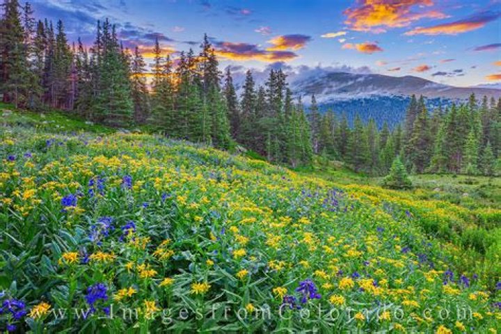 Discover The Enchanting World Of Rocky Mountain Wildflowers