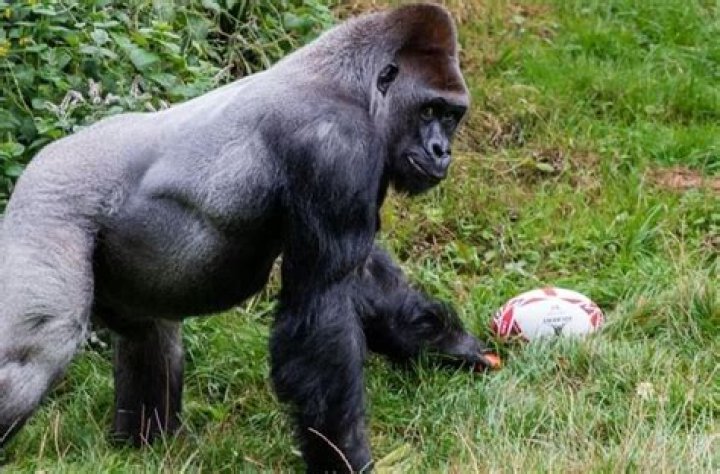 Discover The Secrets Of Gorilla Rugby