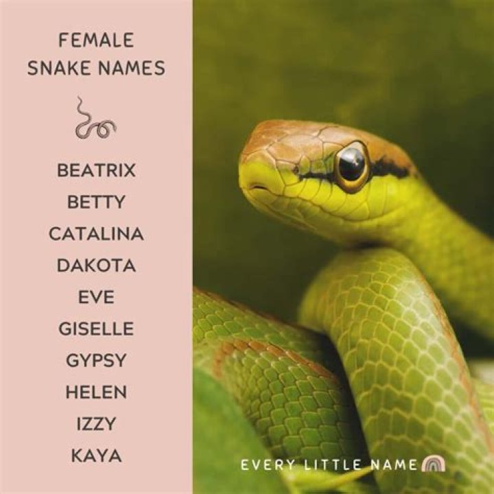 Discover Unforgettable And Unique Female Snake Names: A Comprehensive Guide