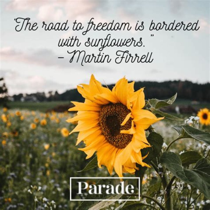 Discover Unforgettable Humor And Wisdom In Funny Sunflower Quotes