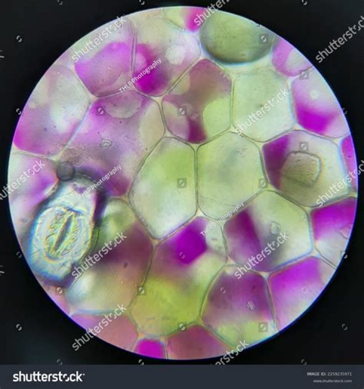 Khan Baba's Authenticity Under The Microscope