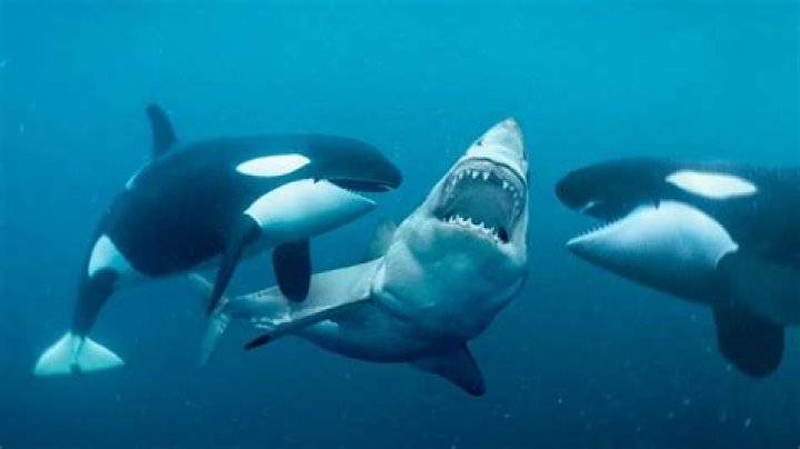 Orcas Vs. Great White SharksWho's The Apex Predator?