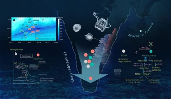 Project Hermes Explores The Mariana Trench