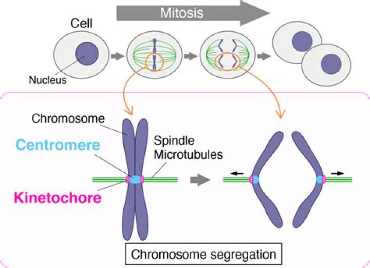 Structures That Guide Chromosome Movement