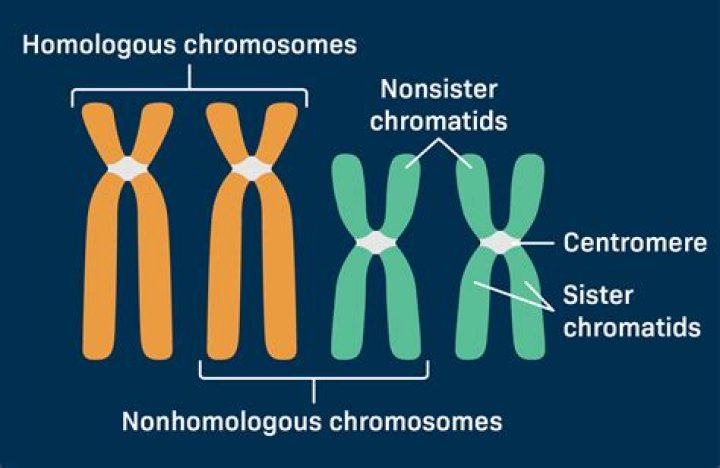 The Orchestrators Behind Chromatid Dance During Mitosis