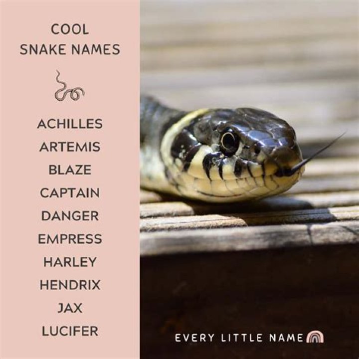 Unleash The Coolest Snake Names For Male Serpents: A Journey Of Discovery