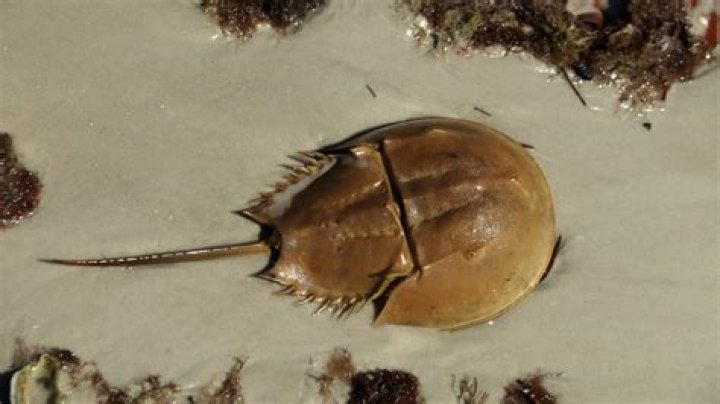 Unlock The Secrets Of Preserving Horseshoe Crab Shells: Discoveries And Insights Await