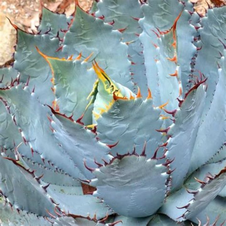 Unlock The Secrets Of Rancho Agave: Discoveries And Insights