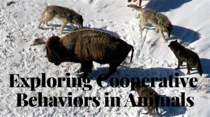 Unlocking The Wonders Of Cooperative Animal Behavior