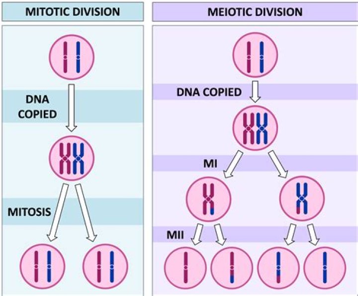 Unveiling The Masterminds Of Chromosome Movement In Cell Division