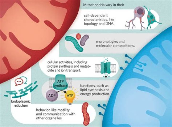 Unveiling The Multifaceted Talent Of Deena Parrilla: Insights And Discoveries