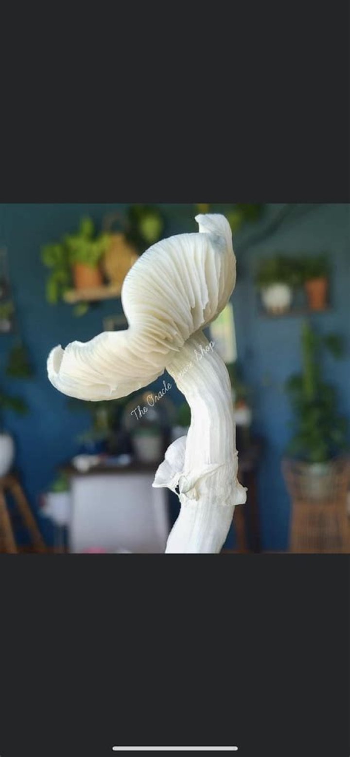 Unveiling The Oracle Spore Shop: Discoveries And Insights Await