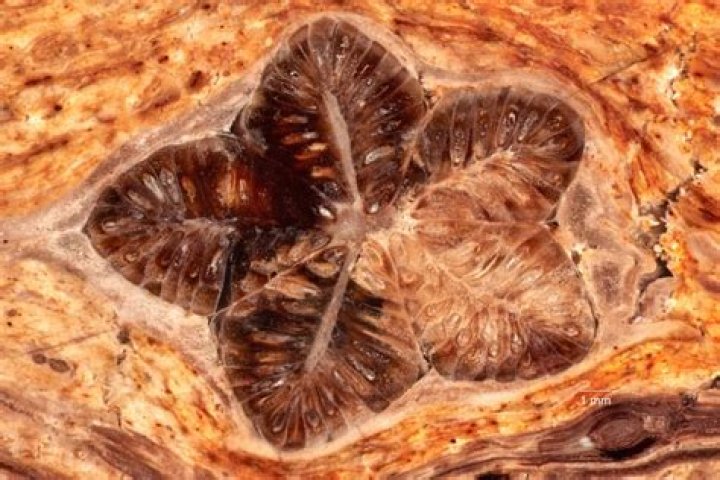 Unveiling The Secrets Of Star Shaped Presses: Discoveries And Insights