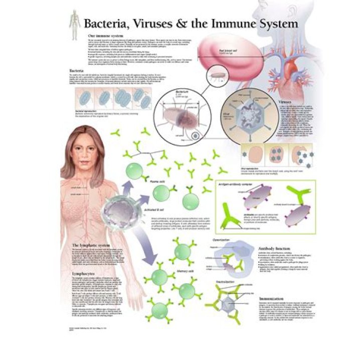 Unveiling The Secrets Of The Immune System